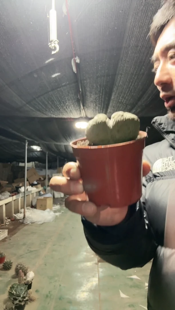 【闪购商品】双头凝蹄玉11111