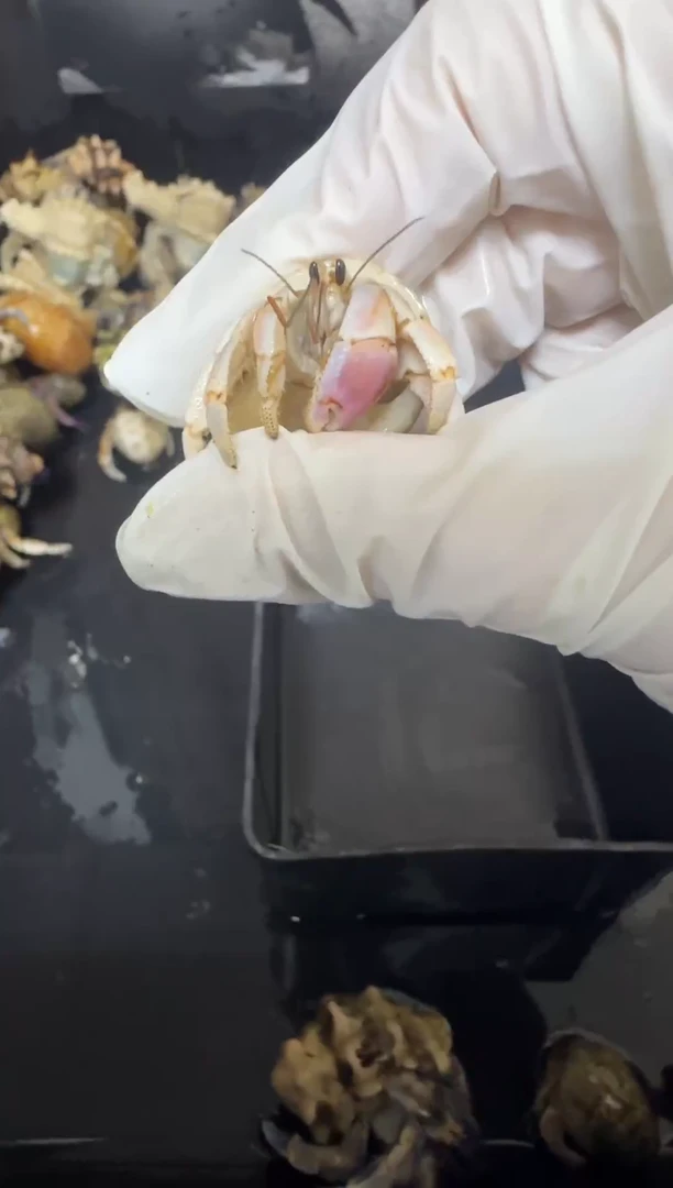 1.5口小绝绝白头紫陆