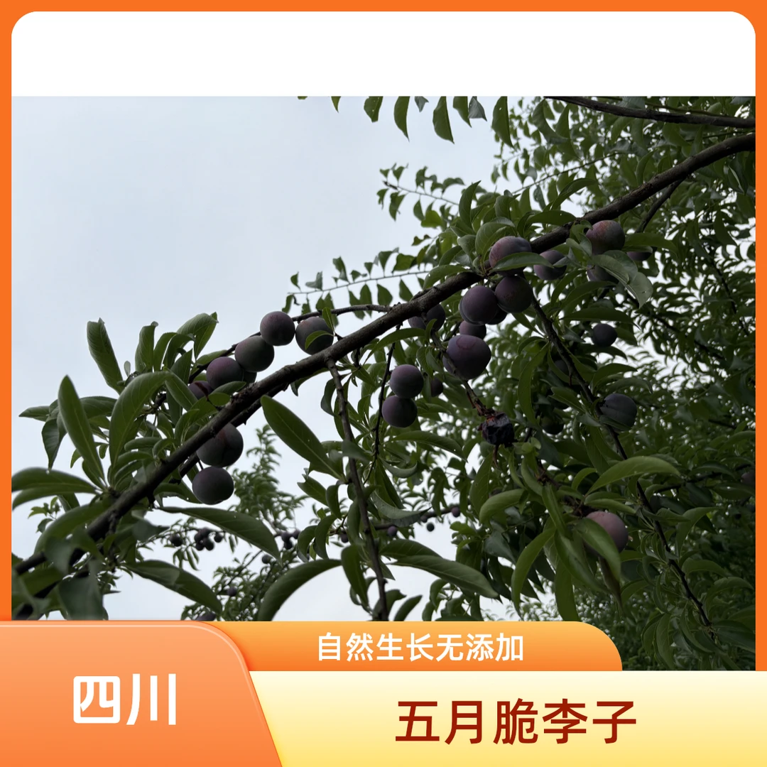 四川五月脆李子现摘现发当季新鲜水果