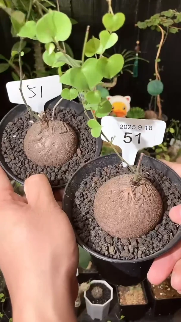 51号918福利南非龟甲龙买1个送1个