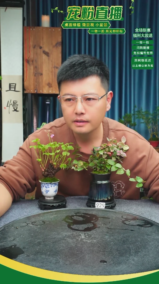 无花朵s***t苔藓微景观929号