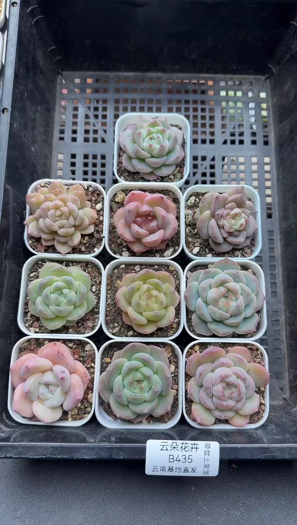 珍妮杂交多肉B435