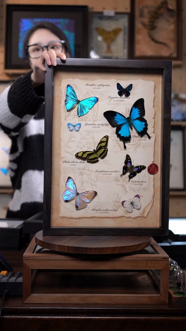 蝴蝶标本摆件博物级别装裱收藏级竞拍e21