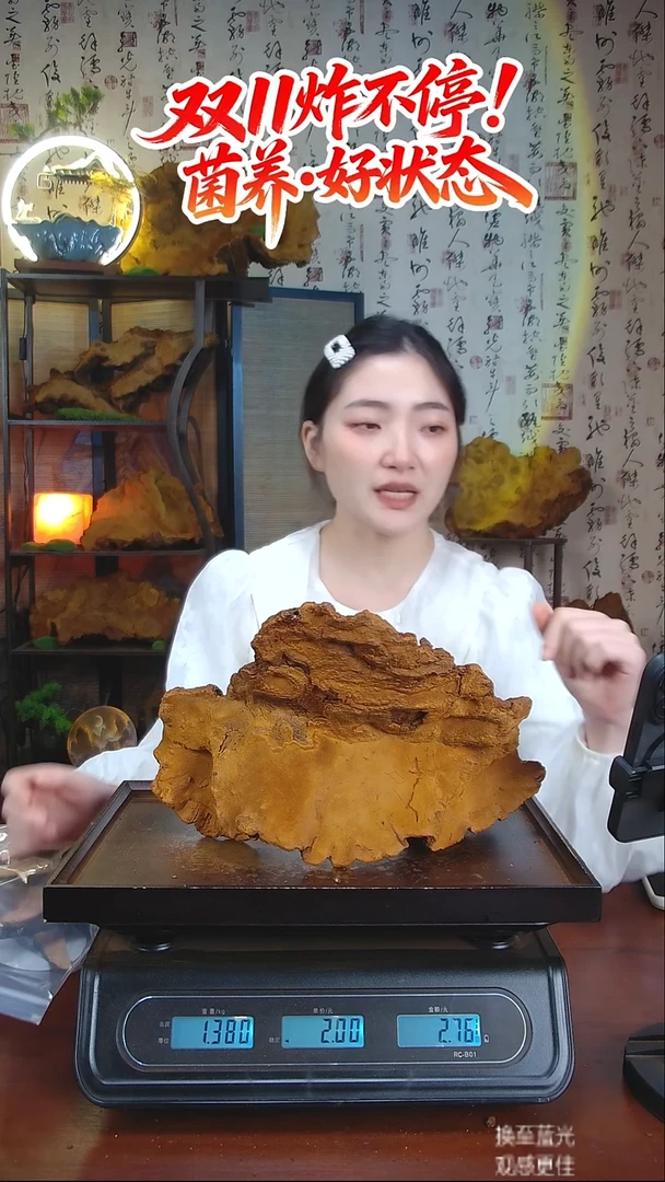 松针层孔菌中国大陆【藏区 野生】松树桑黄（2.76斤）40-50年份