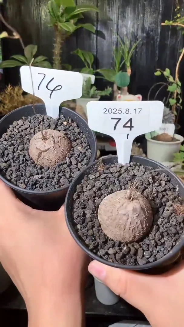 74号817福利南非龟甲龙买1个送1个