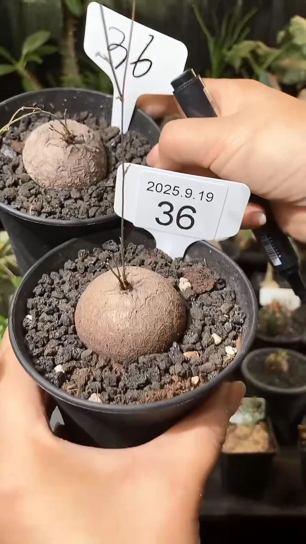 36号919福利南非龟甲龙买1个送1个