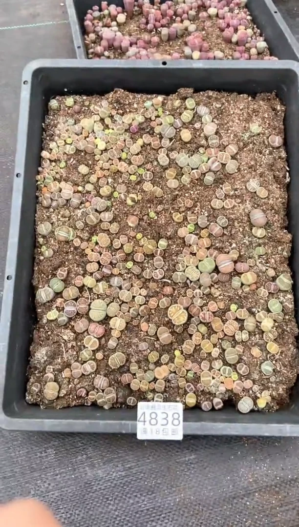 4838特价菊纹章框有疤瑕疵带土不带盆发货