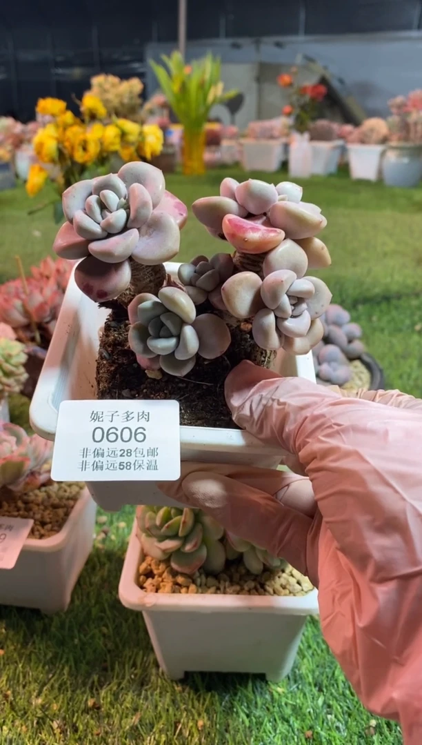 【闪购商品】0606a