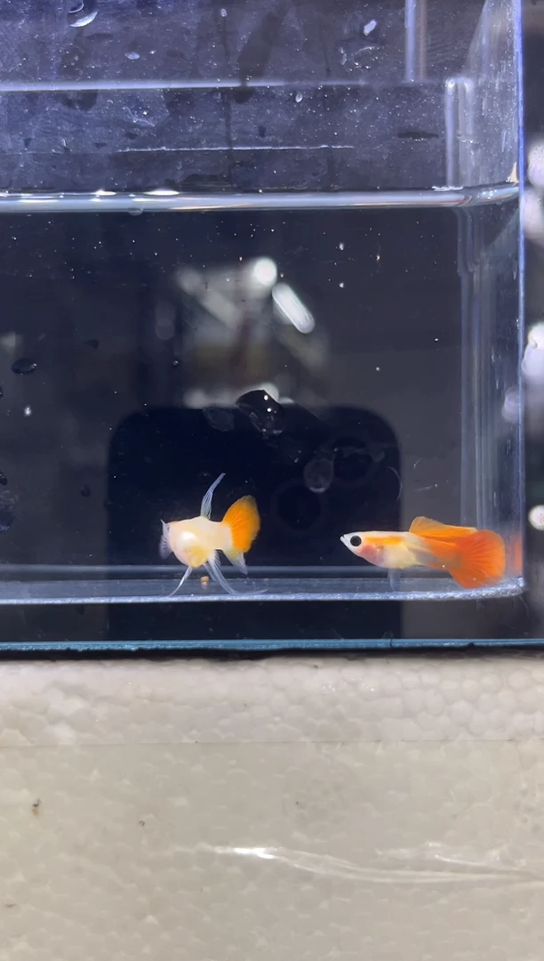 海水鱼大C一对一公一母