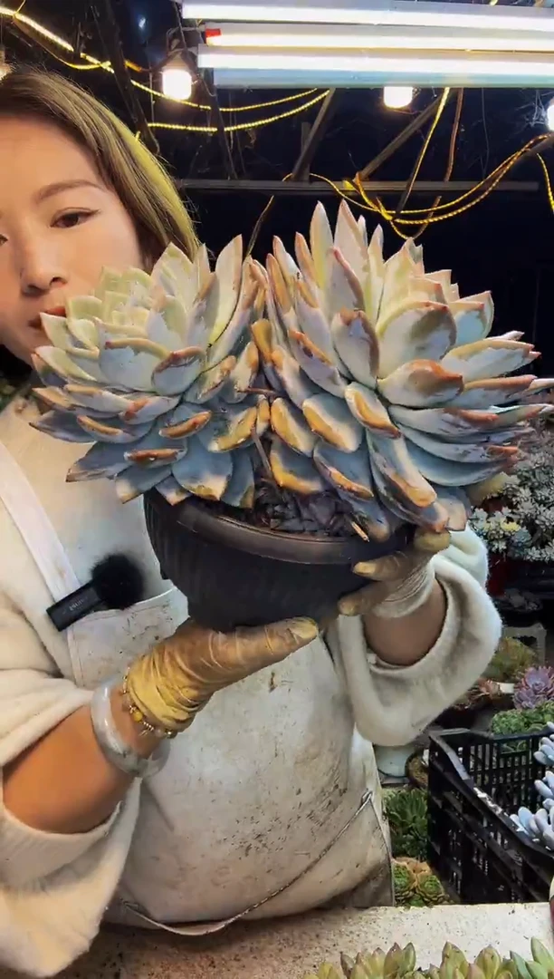 21号一物一拍脱土包邮