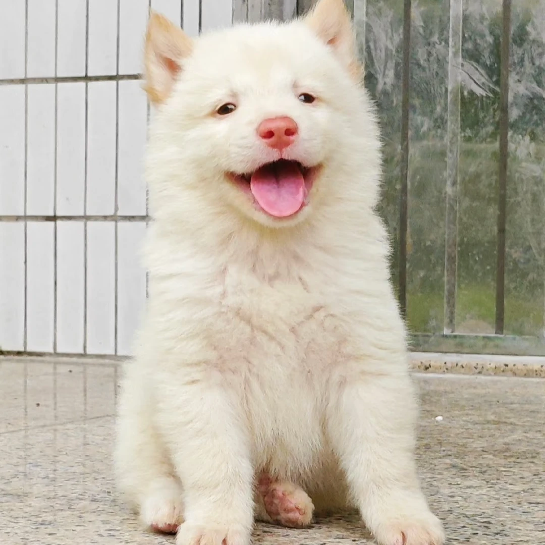 田园犬宠物狗狗活体通用兔子链接