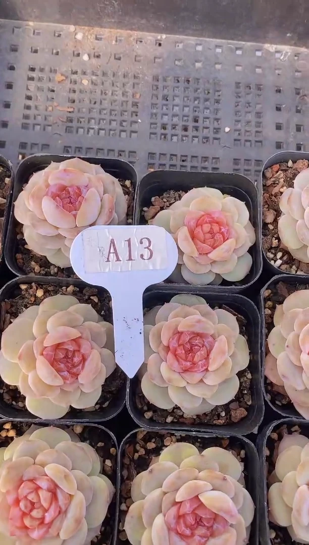 【闪购商品】A13-粉色蜜汁（量拍）
