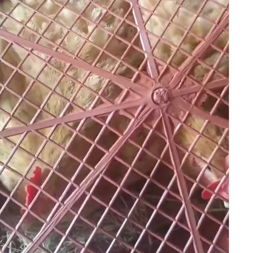 一只框【装两只】熟料