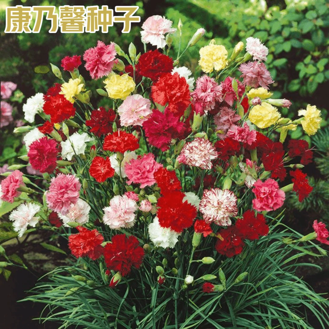 重瓣康乃馨种子庭院阳台种植发芽四季开花耐寒盆栽绿植花卉