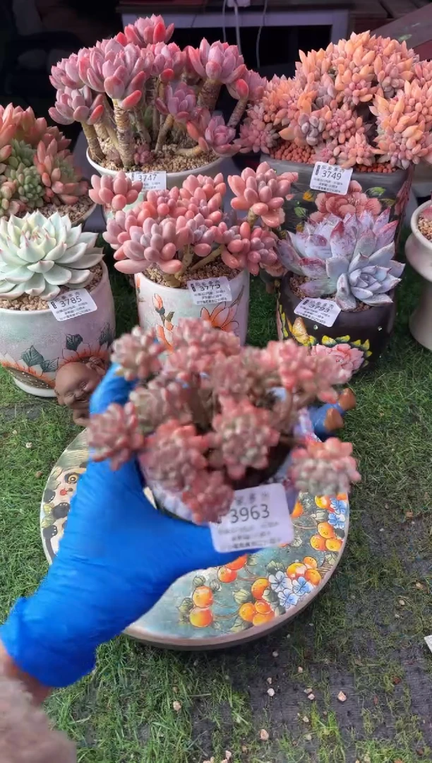 昆明印象多肉3963