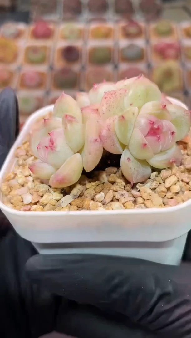 闪购143 圆小白多肉一颗