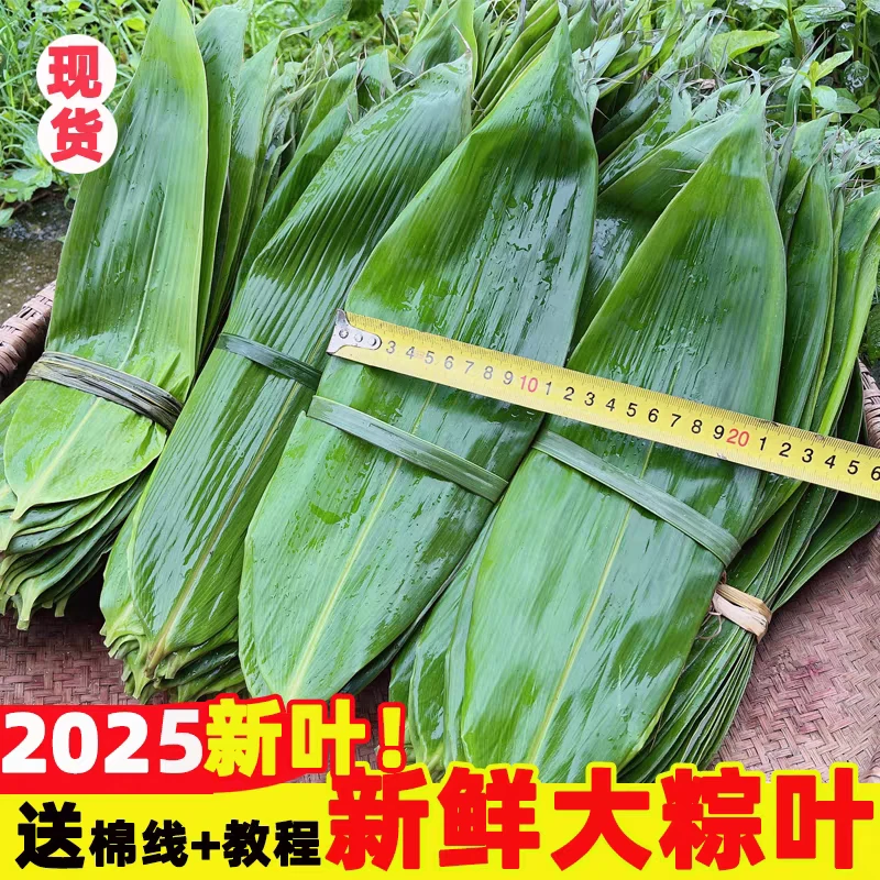 粽叶粽子叶新鲜大粽叶大宽叶箬叶大号真空装棕叶家用端午节50片起