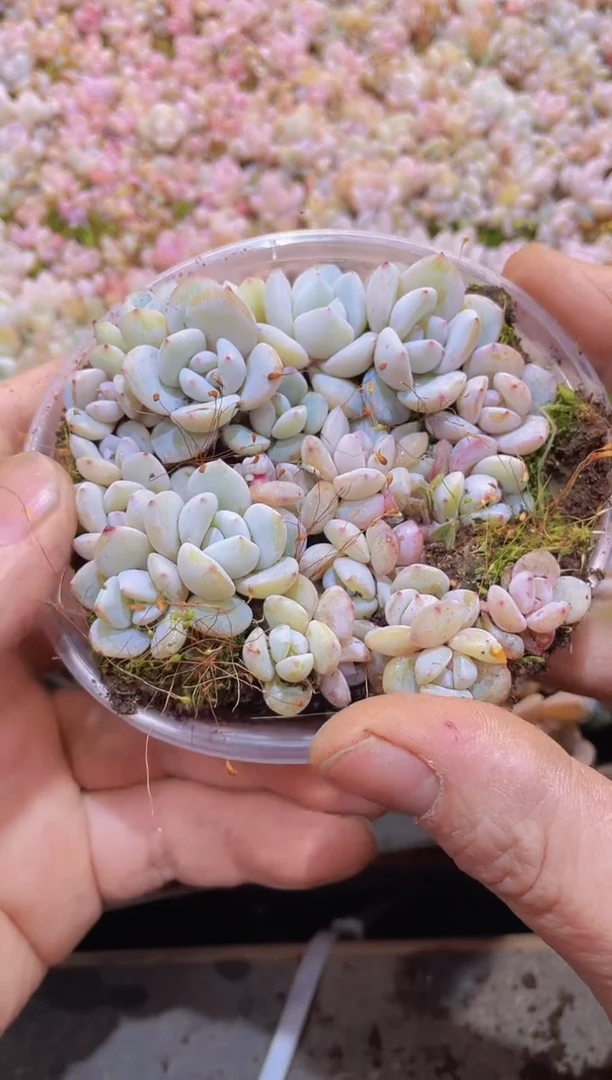 【闪购商品】012桃茶量拍1盒