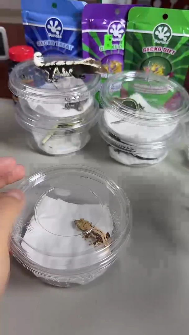 睫角守宫捷角守宫莉莉苗子