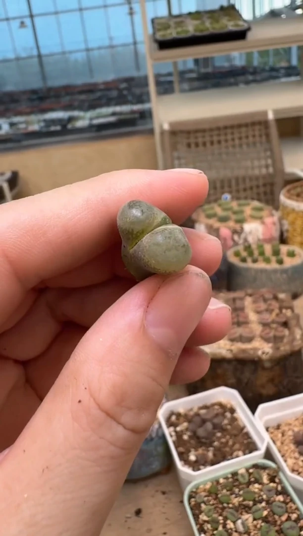8-507多肉植物肉锥