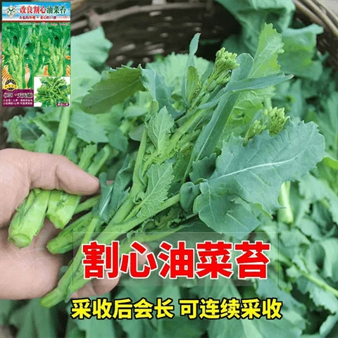 【改良割心油菜苔种子】蔬菜种子