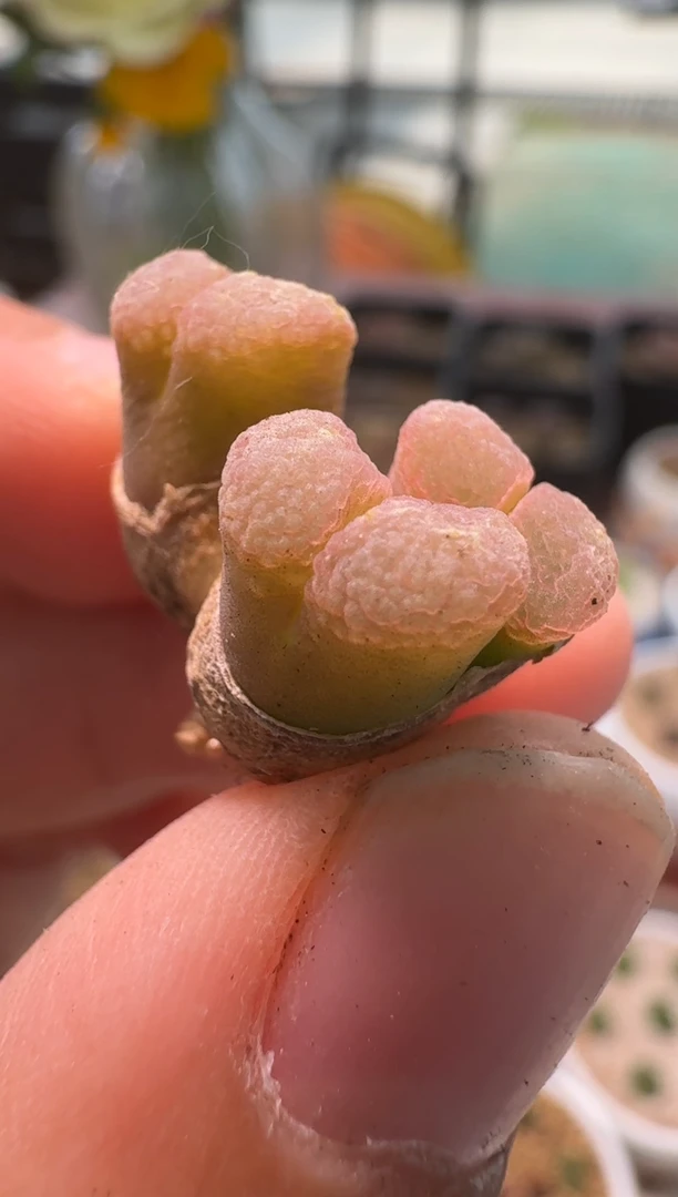 美丽的肉石头24-36