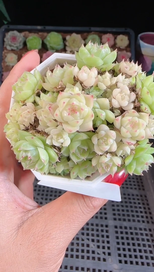 1108-236麦秆群不包整