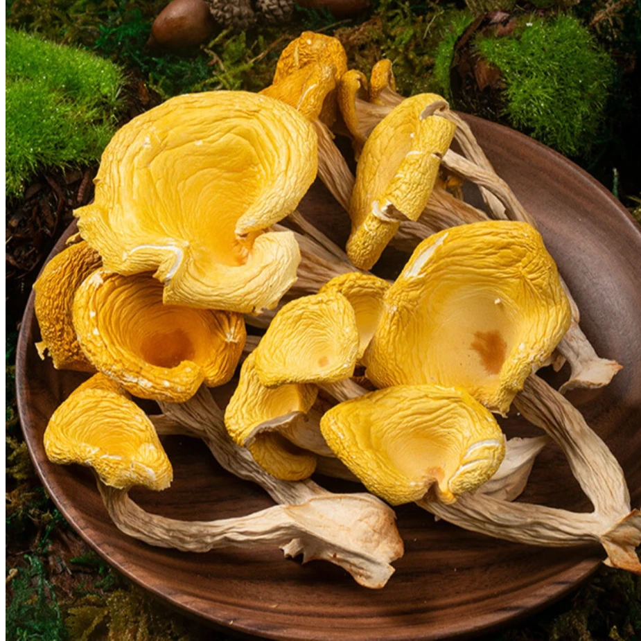 精选高山鸡油菌干货
