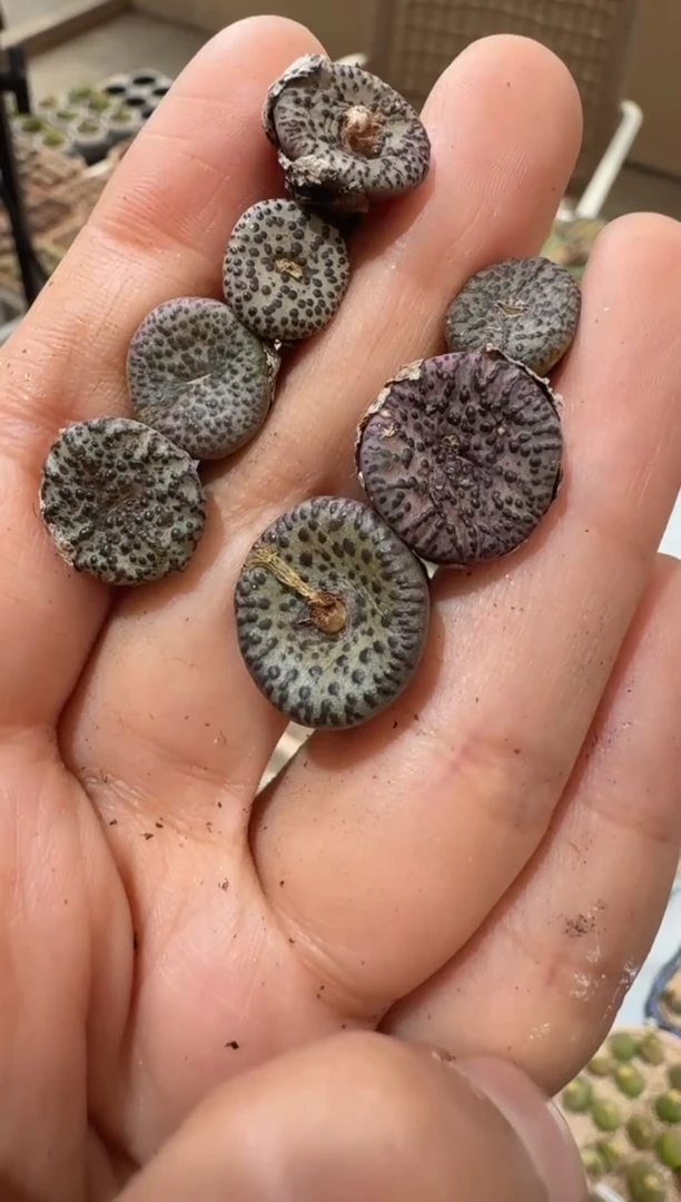 117多肉植物肉锥恶魔一颗