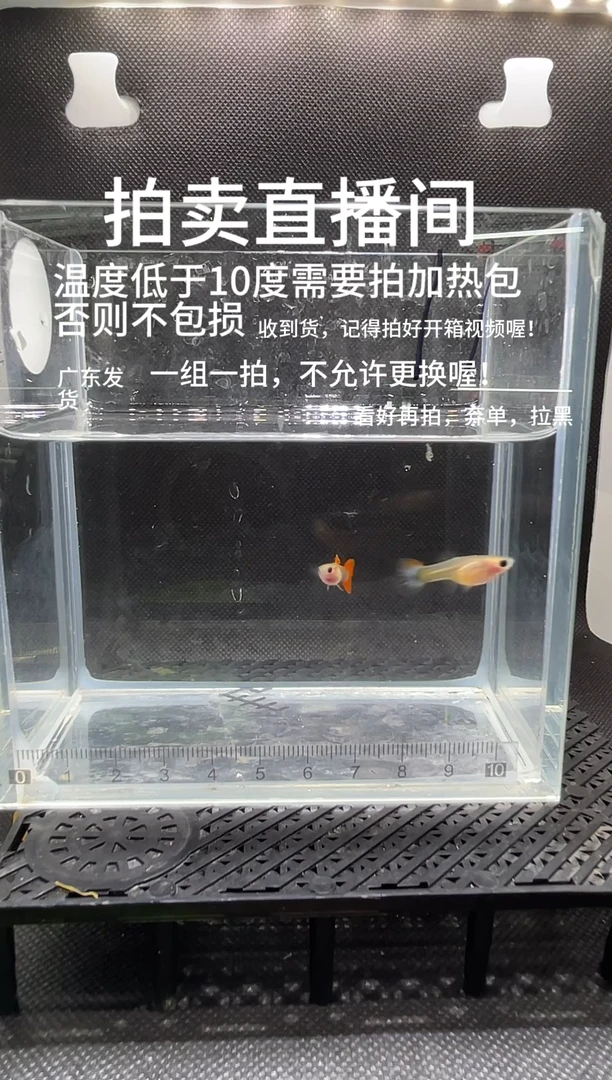 孔雀鱼红礼服  两条  编号  11