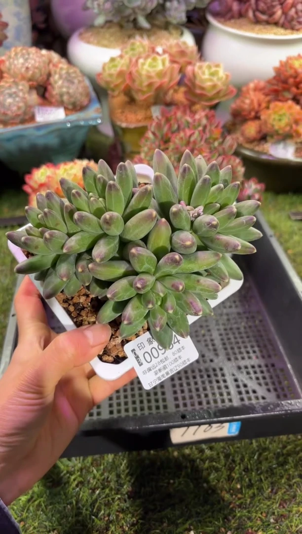 【闪购商品】00964