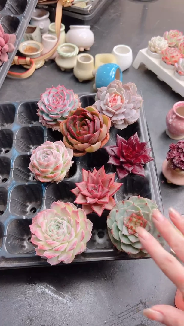 仇*倩指定八棵大单头