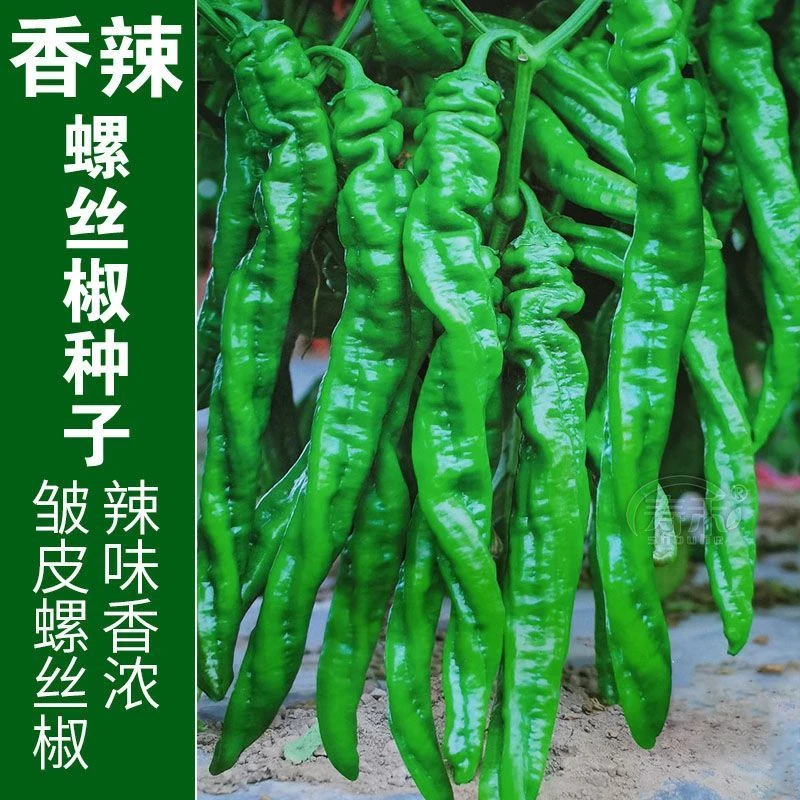 【今年新种】特级高产螺丝椒种子蔬菜种籽孑易活青椒辣椒籽种子大全