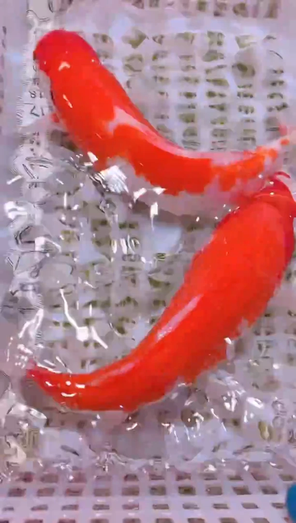 锦鲤冷水观赏鱼全场包邮85