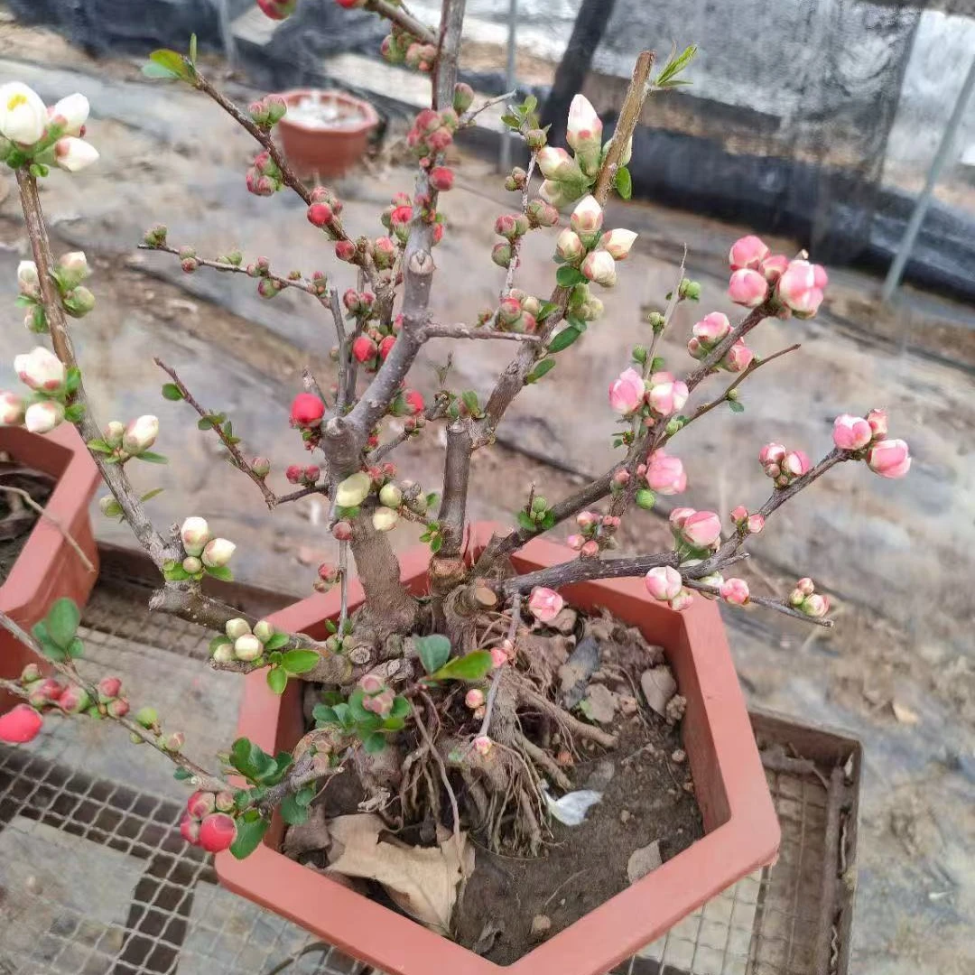 变色龙海棠花南北方养殖