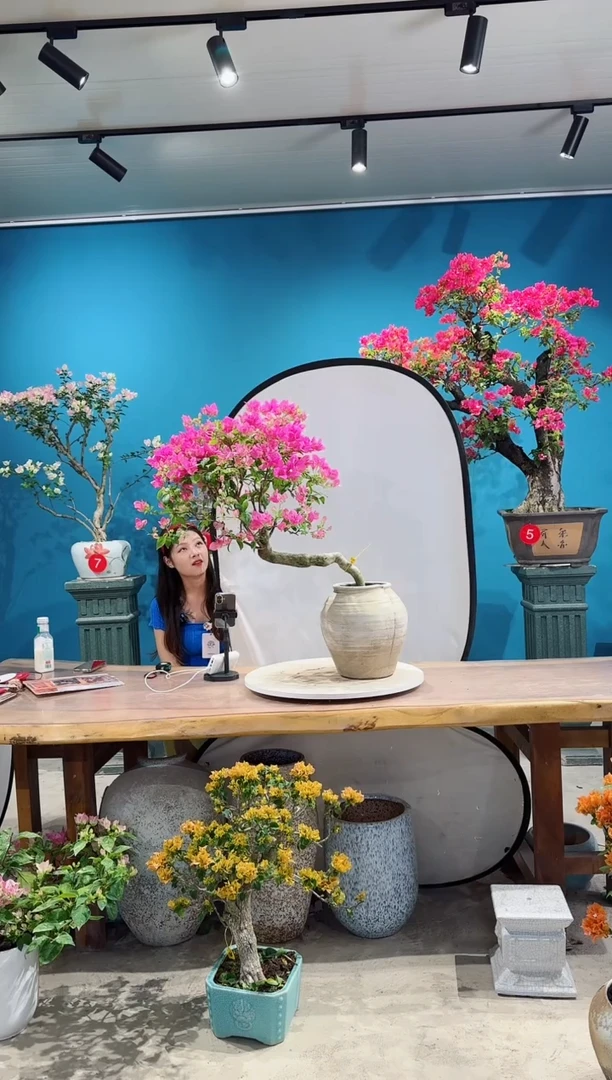 全部花朵绿叶宫粉三角梅