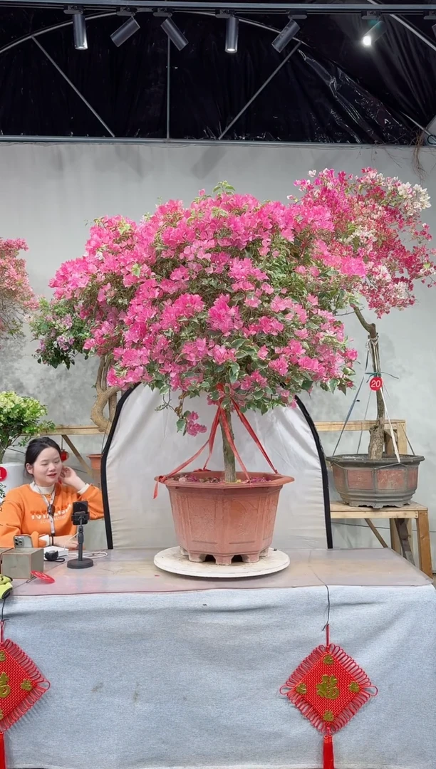 【闪购商品】盆景金边蜡染粉