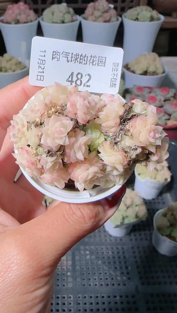 1121-482群生不包整