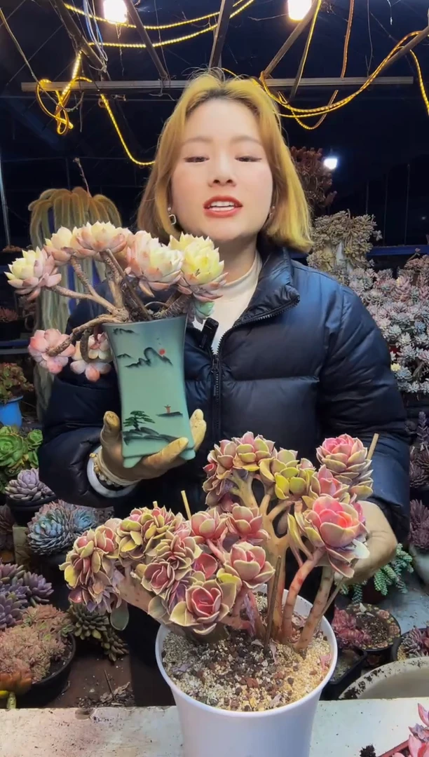 满****号彩虹锦缀加恋曲缀一物一拍带盆（物流自理）