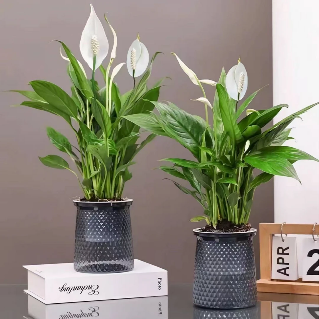 白掌【买一送一】盆栽一帆风顺花卉植物室内水培绿植办公室