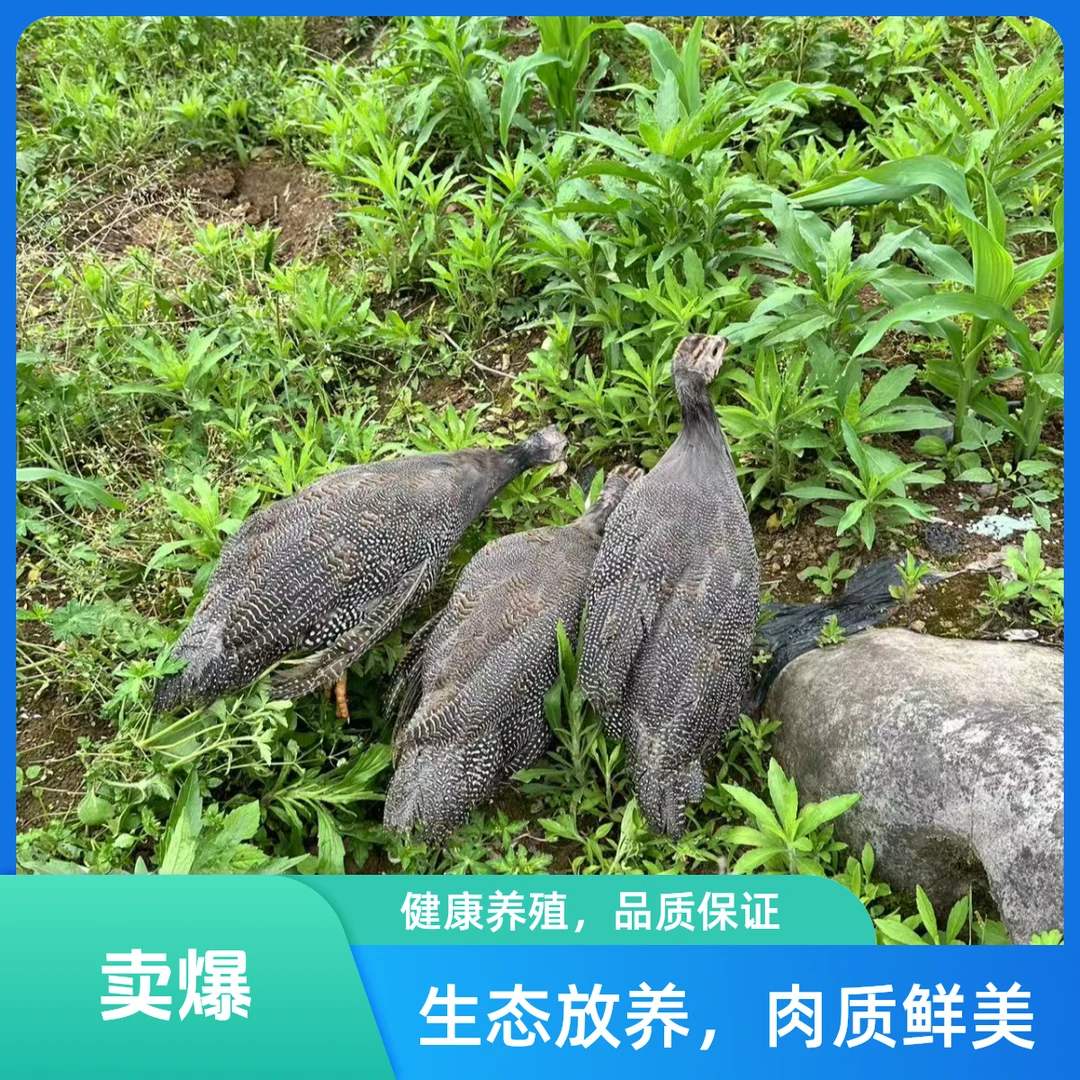 一公二母 珍珠鸡 宠物鸡 散养珍珠鸡  顺丰包邮