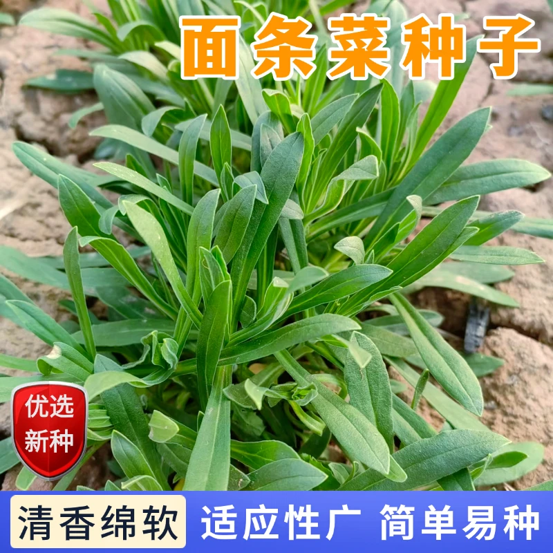 【全店满5包包邮】面条菜种子野菜适应性强撒籽就长新手易种
