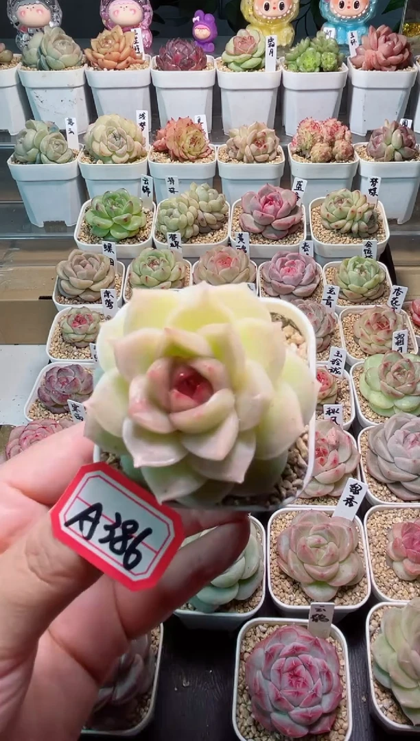 【闪购商品】A386岚茵一物一拍