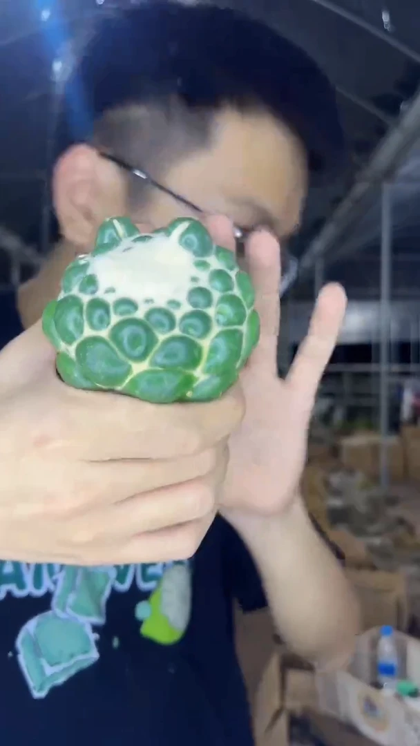 7-10cm 蜘蛛眼 无刺象牙【无根】