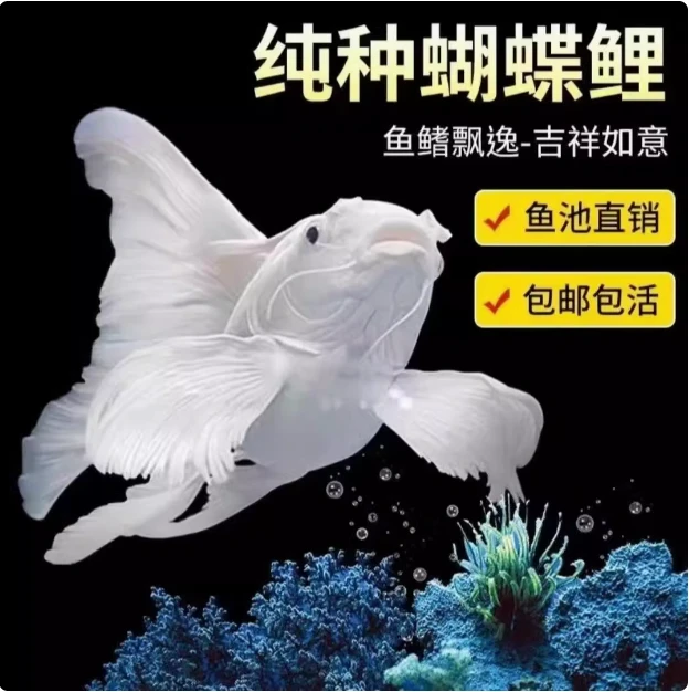 蝴蝶鲤纯血贵妃蝴蝶鲤淡水广温鱼（普身）