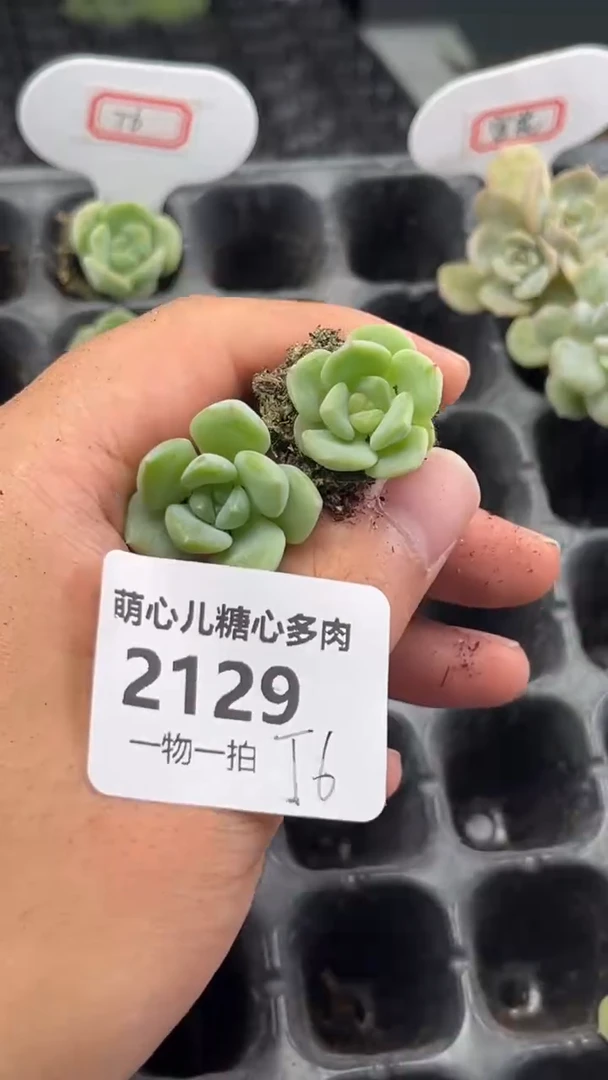 2129 T6多肉植物