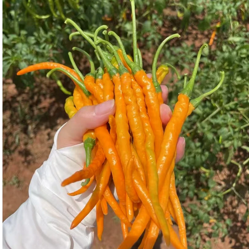 湖南本地黄贡辣椒产地直供新鲜采摘发货特色配送绿色口味辣椒新鲜