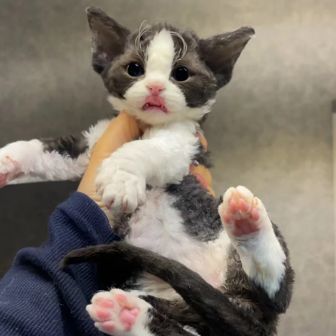 【金豆豆德文】幼猫宠物活体幼体德文卷猫猫咪