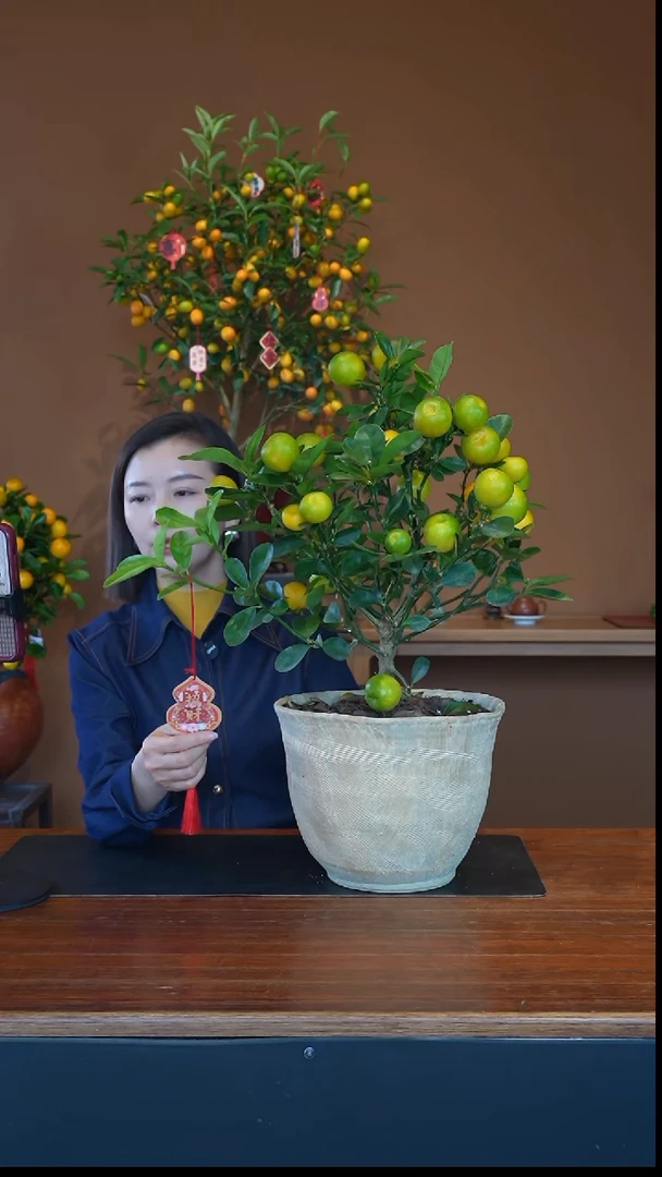 全部花朵金蛋金桔1盆景盆景盆景