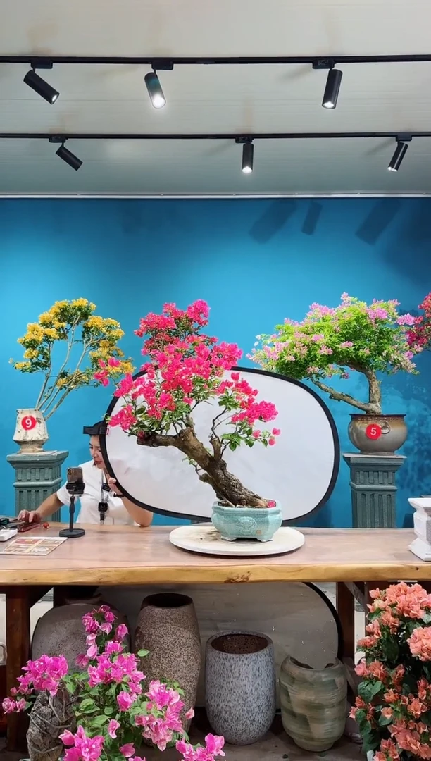 全部花朵四季同安红三角梅